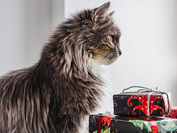 可爱，迷人的小猫和明亮的礼品盒图片下载