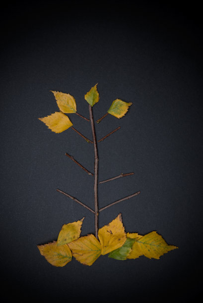 树象征图片下载