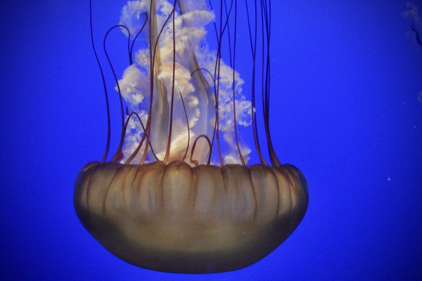 蓝色水中的白色水母图片下载