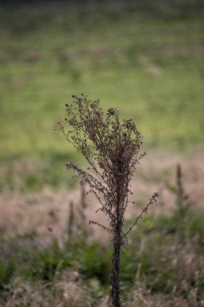瀑布路边的杂草图片下载