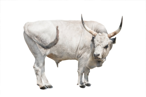 匈牙利灰色公牛孤立在白色图片下载