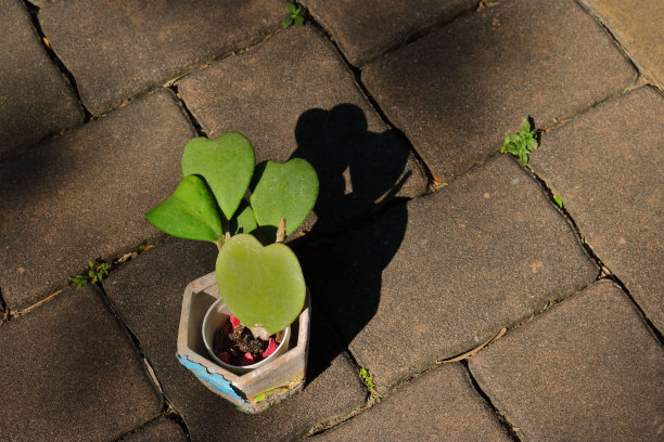 在爱中一起成长图片下载