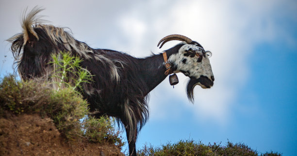 克里特岛山区的家养山羊图片下载