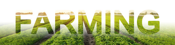 本字的背景是田间种植的绿土豆行。agroindustry。政府支持农业补贴。种植供销售和出口的蔬菜。农业技术。图片下载