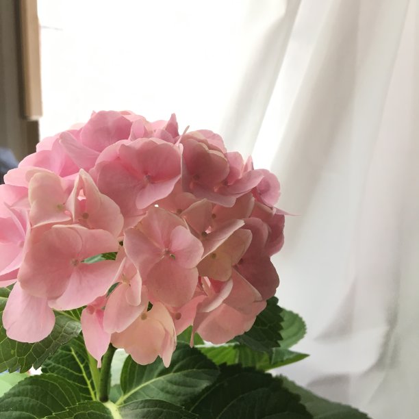 白窗帘绣球花图片下载