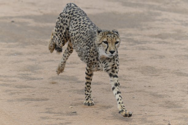 盖帕德-纳米比亚野生动物园图片下载