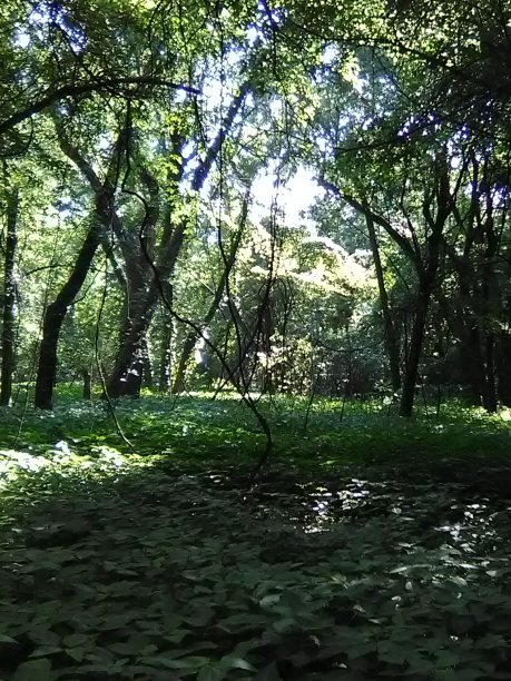 绿树成荫，仙子点缀图片下载