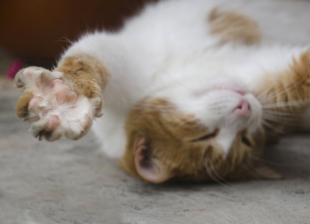 猫伸展,特写图片下载