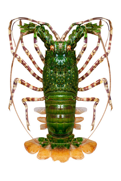 多刺龙虾孤立在白色背景。甲壳纲动物图片下载