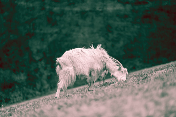 山羊在野生图片下载