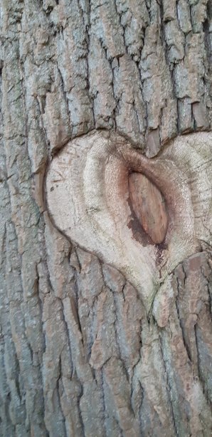 很老的心图片下载