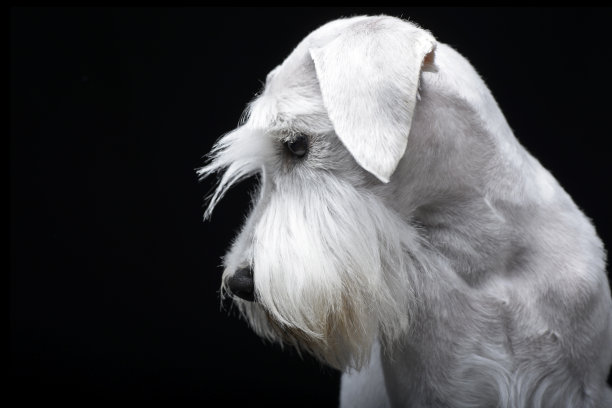 可爱的迷你雪纳瑞的肖像图片下载