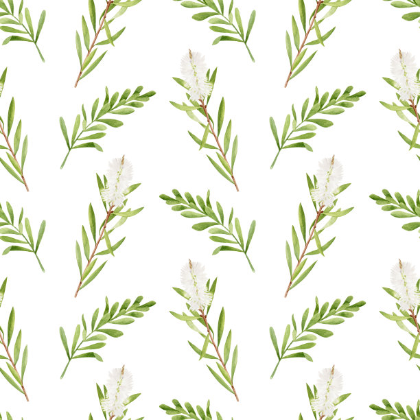 水彩茶树叶子、花朵图案无缝衔接。千层树手绘植物图。孤立在白色背景上的绿色药用植物。化妆品、纺织品、包装用草药。图片下载