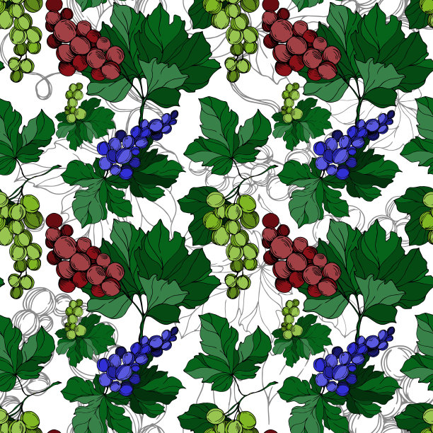 矢葡萄浆果健康食品。黑白篆刻水墨艺术。无缝的背景图案。图片下载