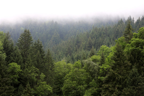 法国阿尔卑斯山脉雾气笼罩下的冷杉林。Contamines-Montjoie。萨瓦省。法国。图片下载