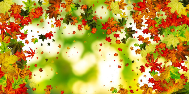 秋天的树叶五彩缤纷的背景。11月下降的模式。感恩节季节概念图片下载