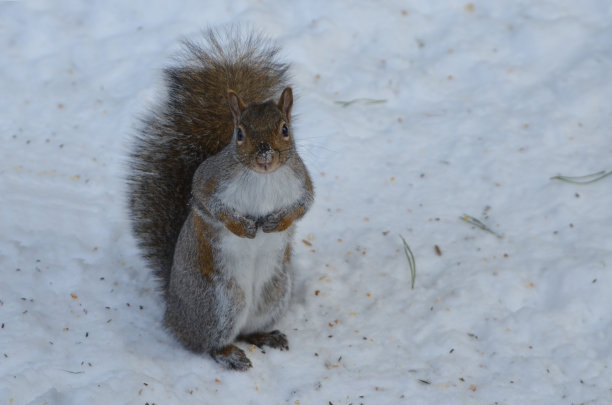 灰色的松鼠图片下载