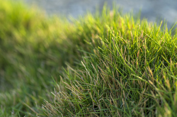 绿草特写图片下载
