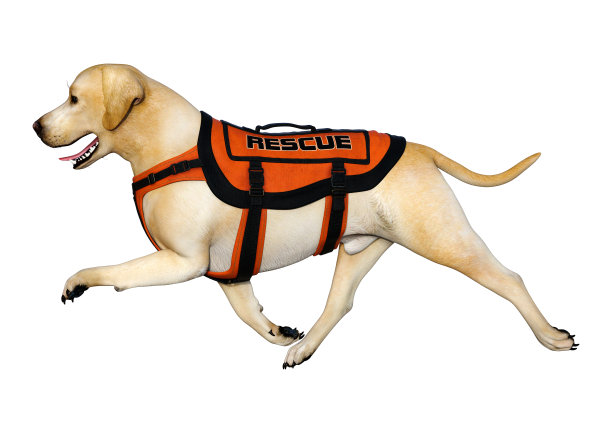 3D插图阿布拉多尔救援狗在白色图片下载