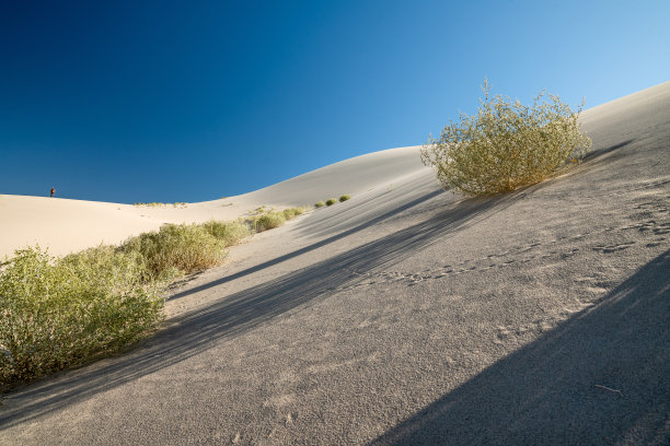 沙丘植物。尤里卡山谷的沙丘是几种独特植物的家园。其中一些只在这一地区发现。图片下载