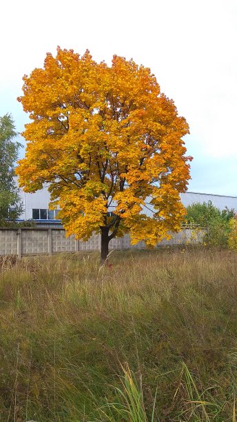树在秋天图片下载