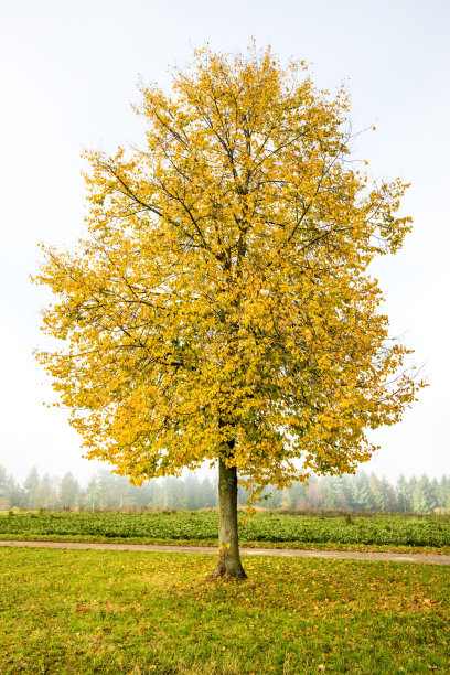 秋天有金色叶子的椴树图片下载