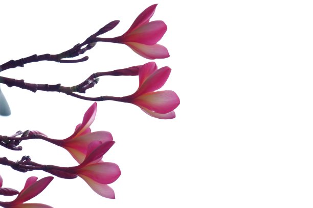 甜红鸡蛋花绽放图片下载