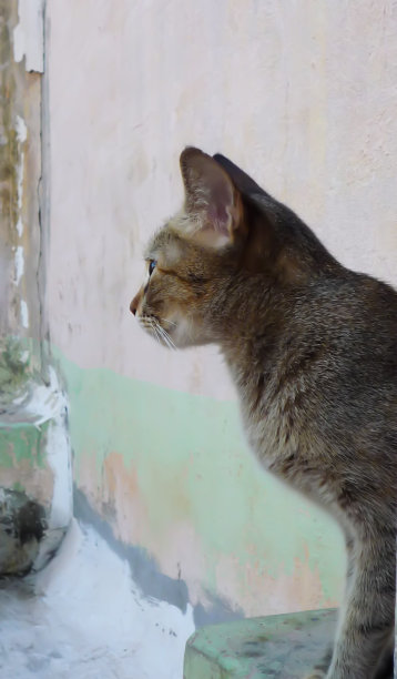 这是一张在自家阳台上拍摄的宠物猫的照片。图片下载