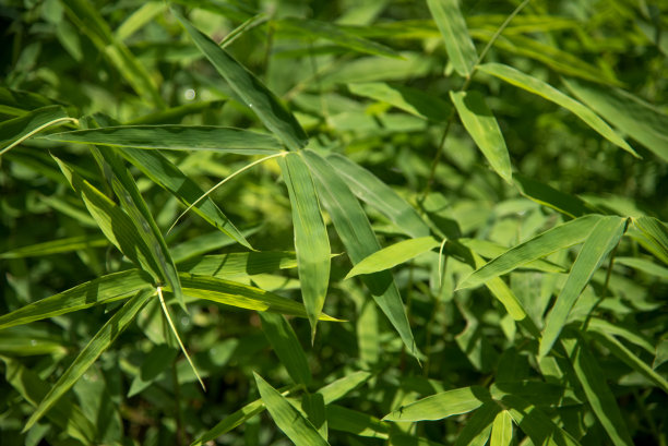 竹叶背景图片下载