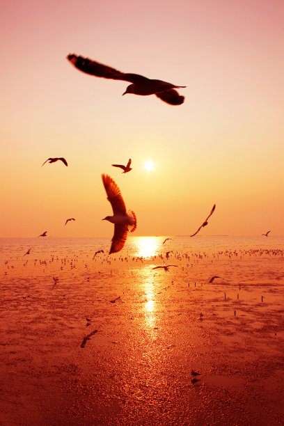 美丽的自然景观，日落和海鸥鸟在海滩上。图片下载
