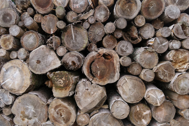 木树干图片下载