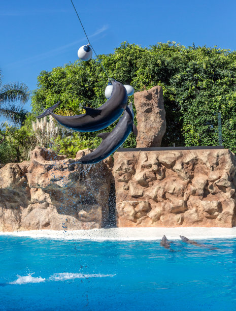 在洛洛公园的海豚表演，图片下载