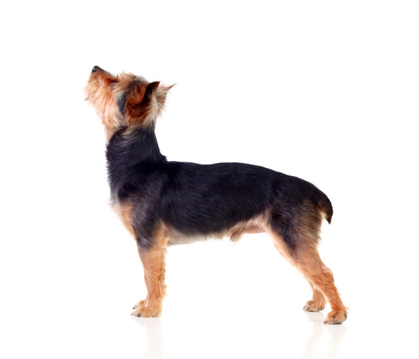 剪过毛的可爱小狗图片下载