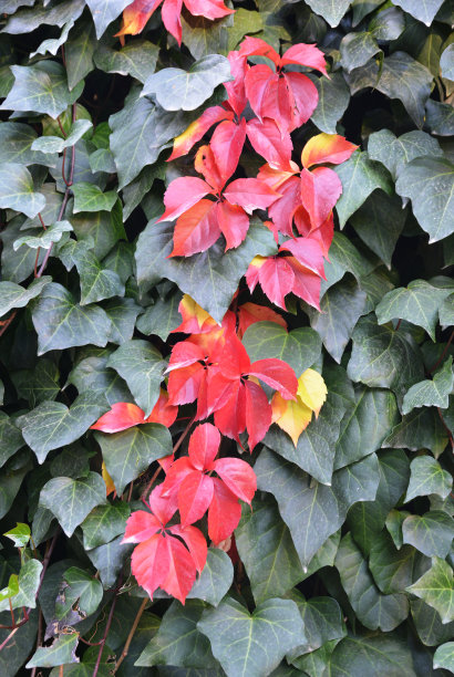 花园里的墙上长着常春藤图片下载