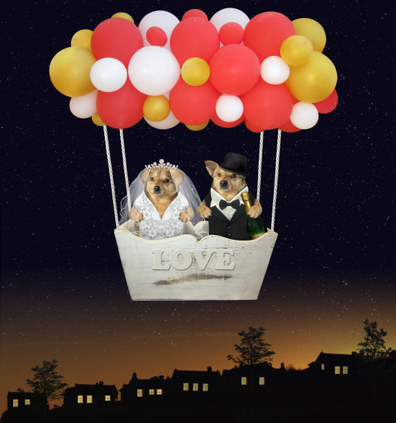 狗在气球里新婚图片下载