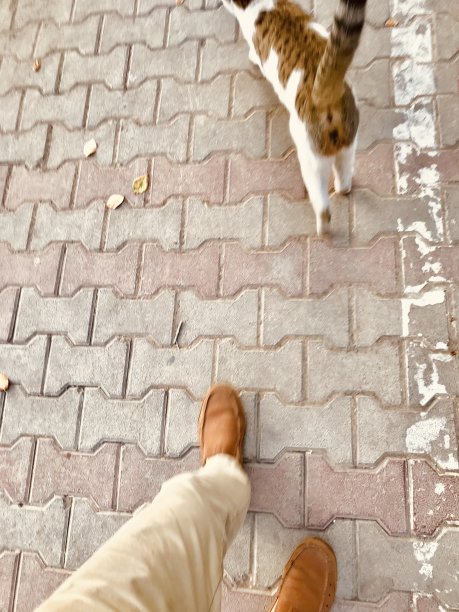 散步的猫。在街上跟着一只母猫去帮助困在篱笆里的小猫图片下载