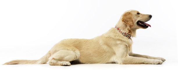 这是一只可爱的金毛猎犬的照片图片下载