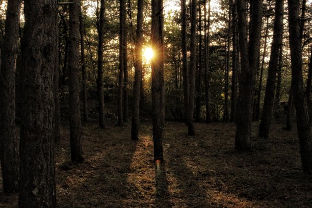森林中的日落图片下载