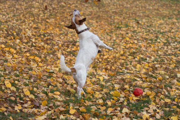 杰克罗素小猎犬在秋天的公园里为黄叶而跳。宠物的动物。图片下载
