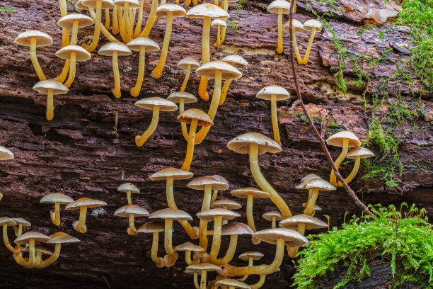 一棵倒下的老树上的一群小蘑菇图片下载
