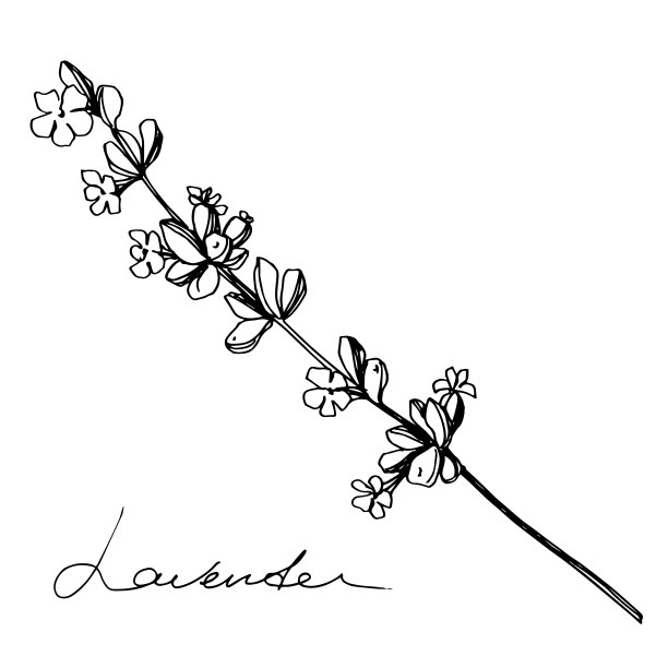 薰衣草植物的植物花。黑白篆刻水墨艺术。孤立的薰衣草插画元素。图片下载