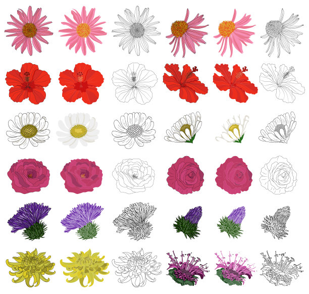 的花朵。植物插图在一个矢量用于装饰，创建花束，烹饪药物，准备药物和草药茶。图片下载