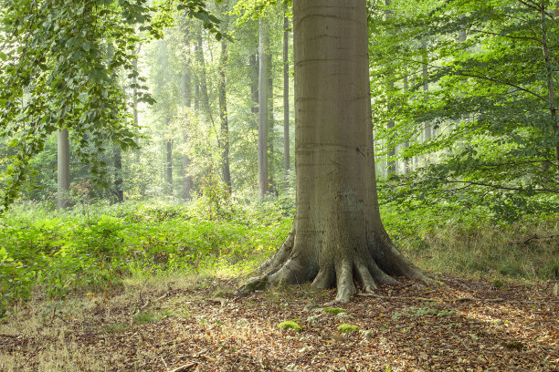 绿色的森林空地图片下载