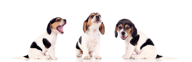 三只漂亮的小猎犬图片下载