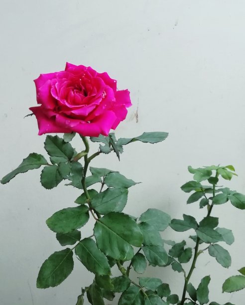 玫瑰的开花时间在早晨的阳台上图片下载