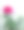 玫瑰的开花时间在早晨的阳台上图片下载