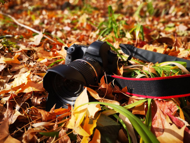 数码相机图片下载