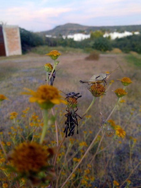 植物上的蝗虫群图片下载