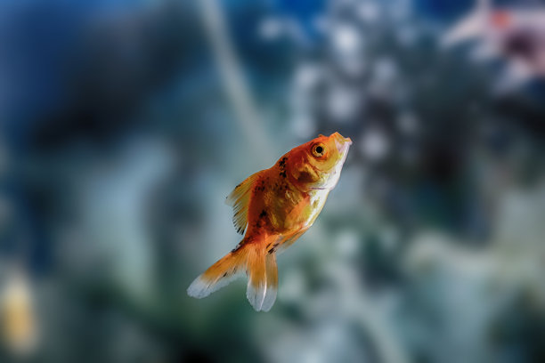 shubunkin厨师goldfish图片下载