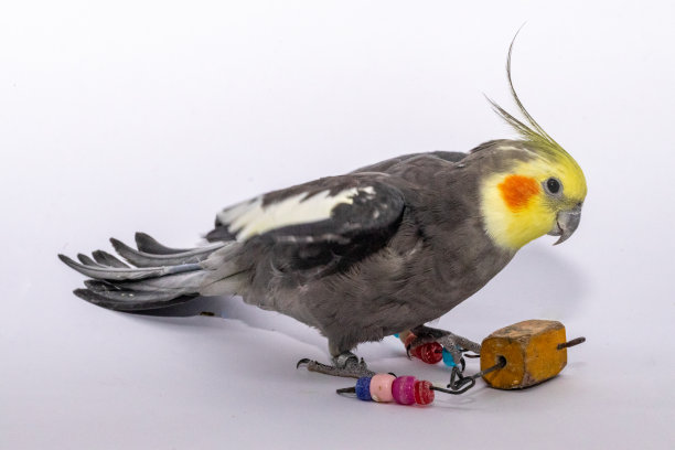 黑色的澳洲鹦鹉图片下载